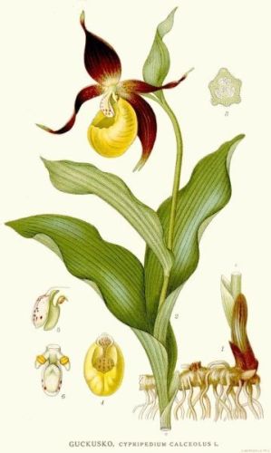 Calceolus Ladies Slipper - Cypripedium calceolus - венерин башмачок настоящий